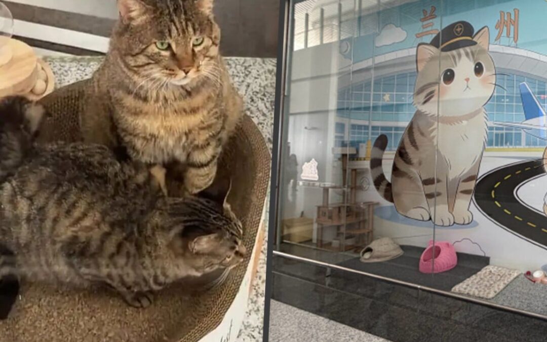China airport wins hearts for building ‘love-filled’ shelter for stray cat family on-site