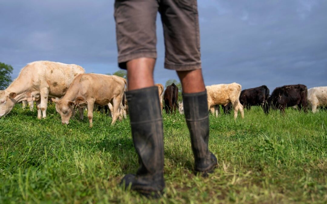 USDA lowers reported beef export sales by 90% amid growing doubts over data