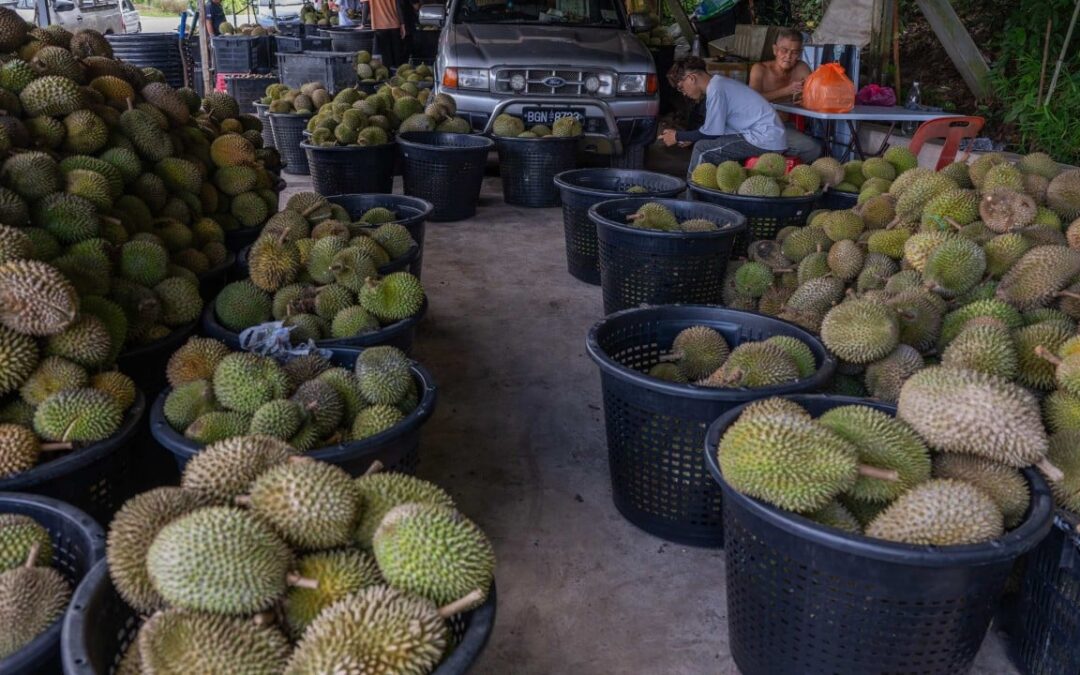 Malaysia’s Anwar to lean on ‘good friend’ Li Qiang to rescue durian farmers as prices fall