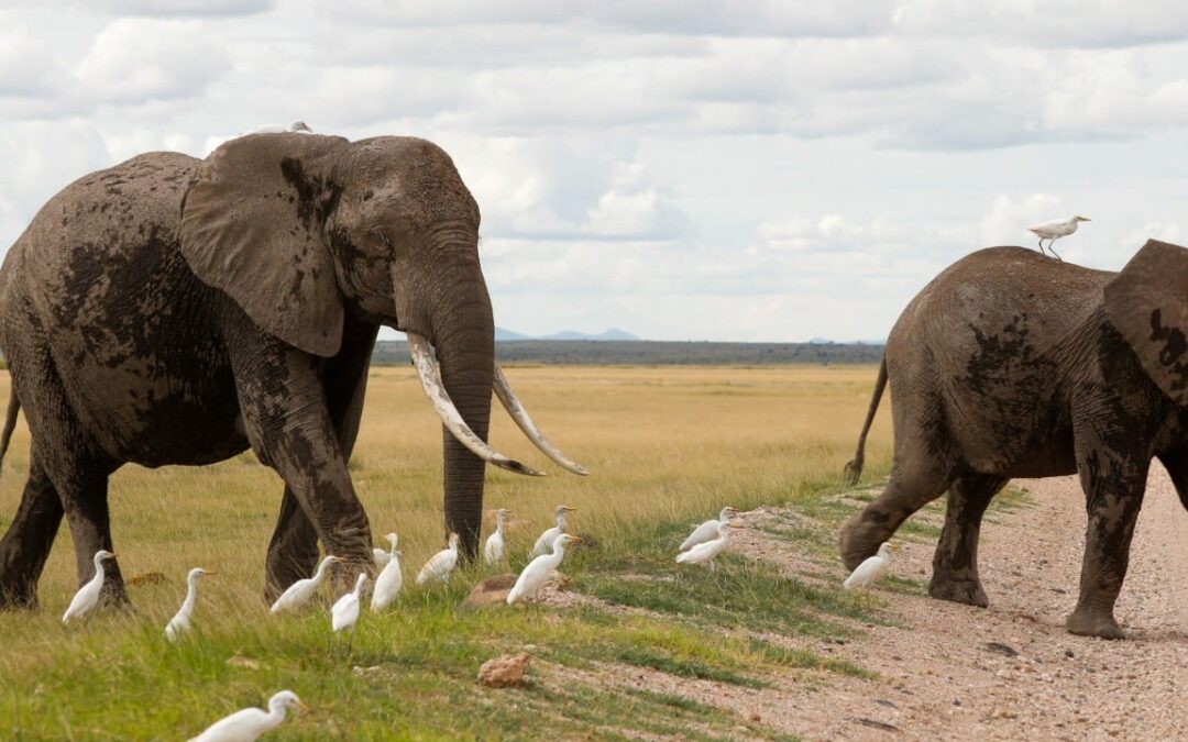 15 elephants die from suspected poisoning in Kenyan park