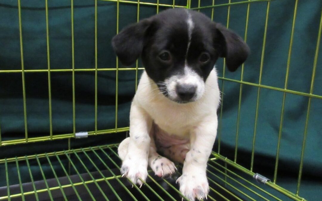 2 women arrested at Hong Kong border after dog, endangered birds found in bags