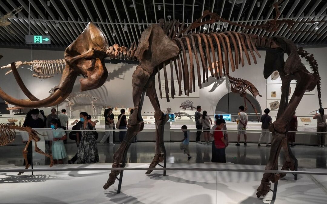 What to see at the Shenzhen Natural History Museum, from dinosaur fossils to meteorites