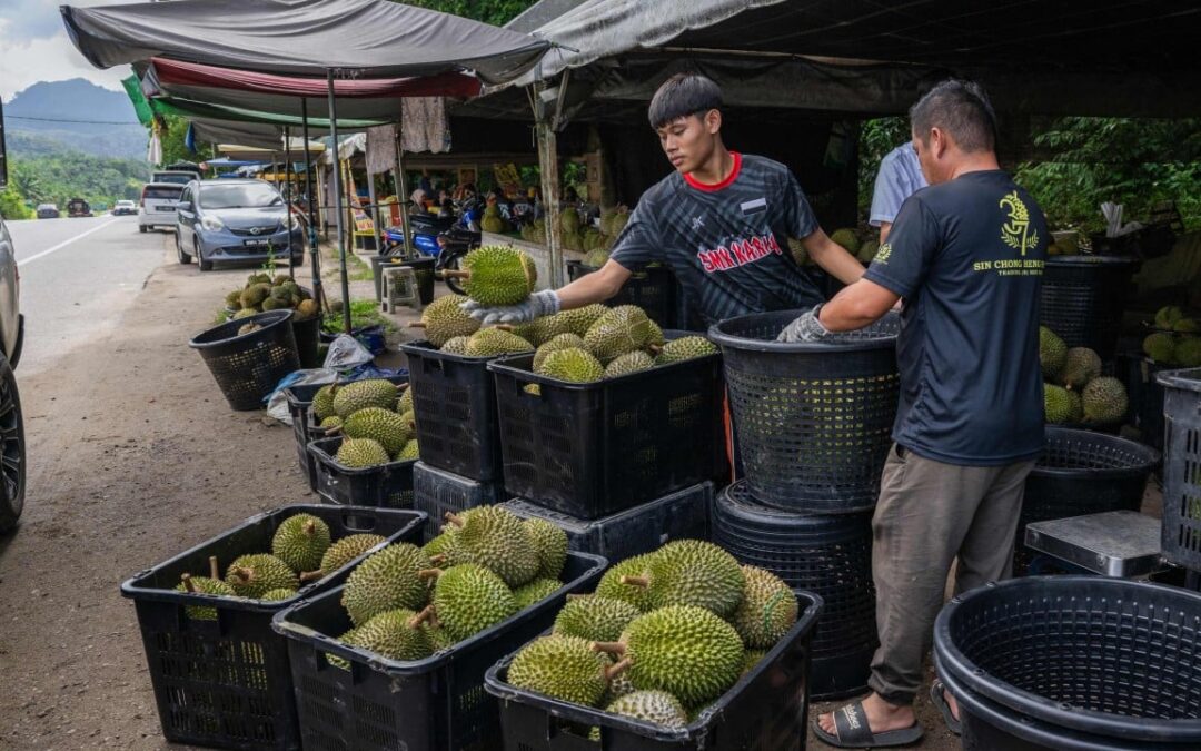 Low prices fail to deter thieves from stealing Malaysia’s premium durians