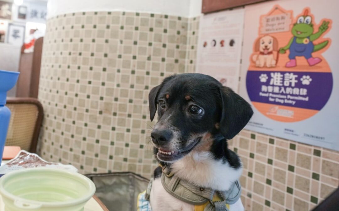 Restaurant pullouts from dog-friendly scheme ‘responsible’, 20 complaints recorded