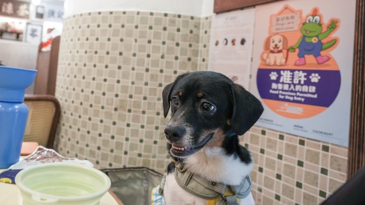 Restaurant pullouts from dog-friendly scheme ‘responsible’, 20 complaints recorded