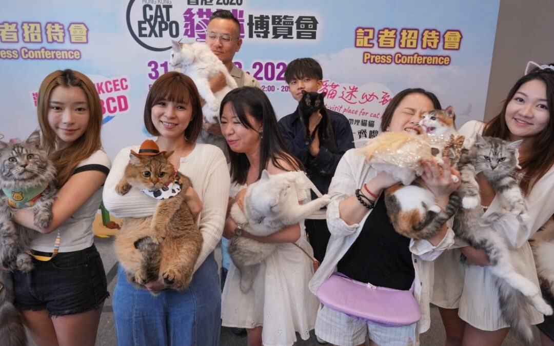 Hongkongers spend record HK$2,000 per month on cats as ‘silver’ feline market grows