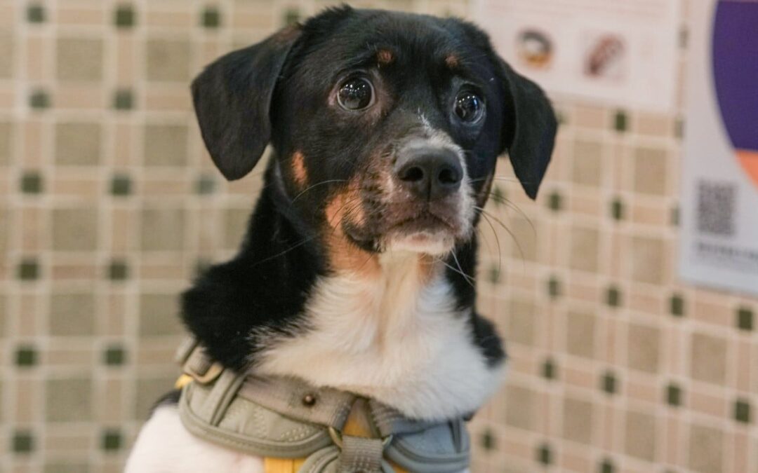 Watchdog urges pet owners to be mindful of terms and conditions of insurance plans