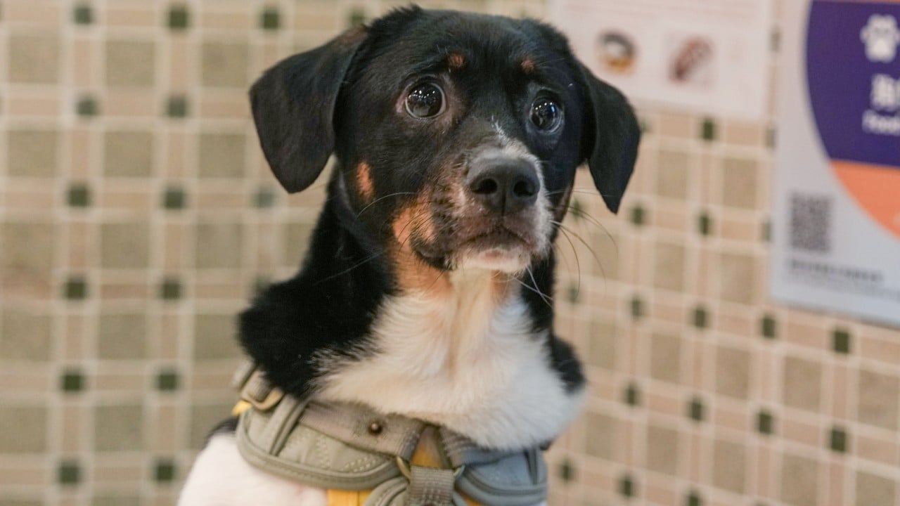 Watchdog urges pet owners to be mindful of terms and conditions of insurance plans
