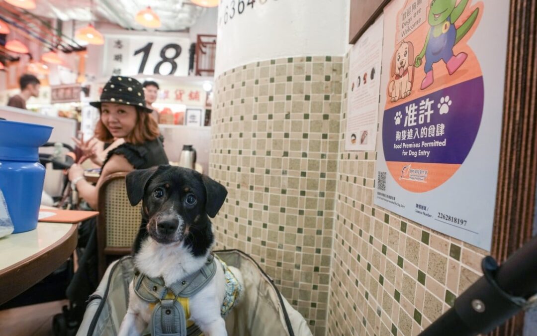 More than 30 restaurants pull out of dog-friendly scheme, 70 warnings issued