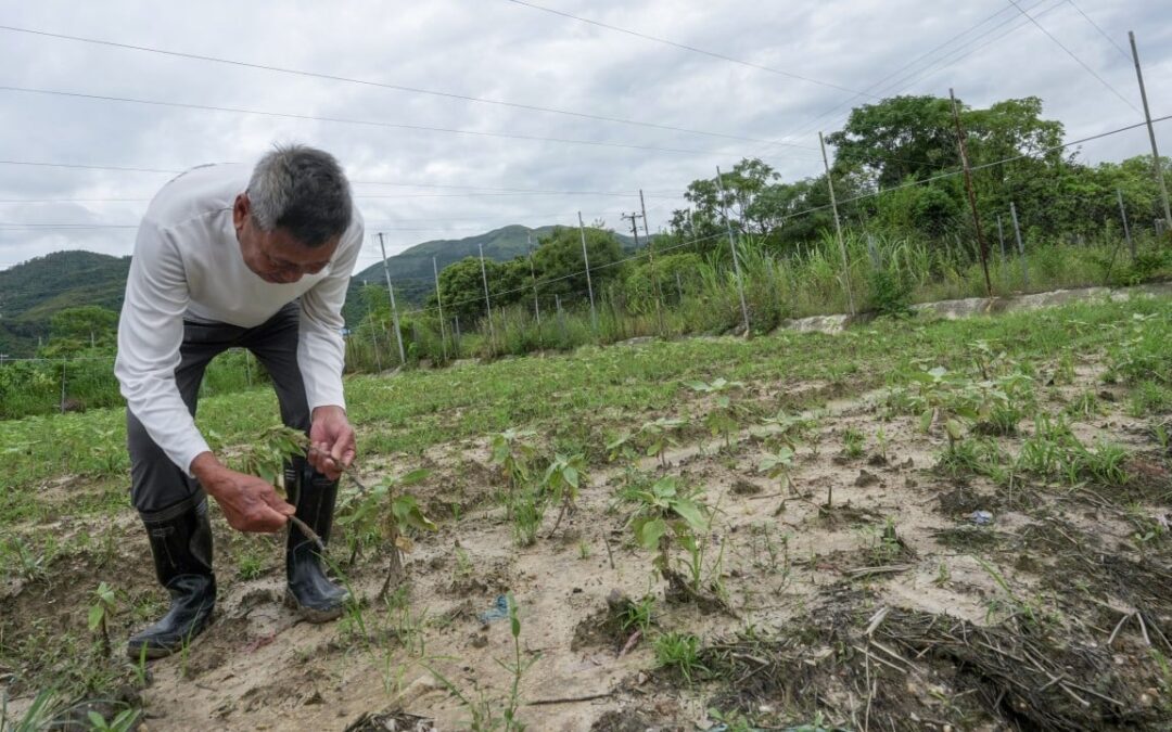 Non-stop summer rain leaves Hong Kong farmers with heavy losses as crops fail