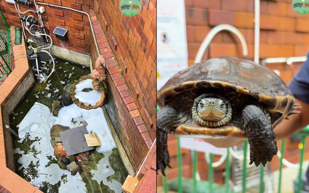 Man held after laundry capsules dumped into pond, killing catfish and injuring turtles