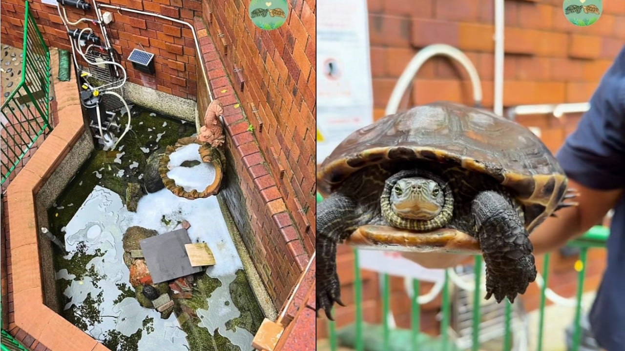 Man held after laundry capsules dumped into pond, killing catfish and injuring turtles