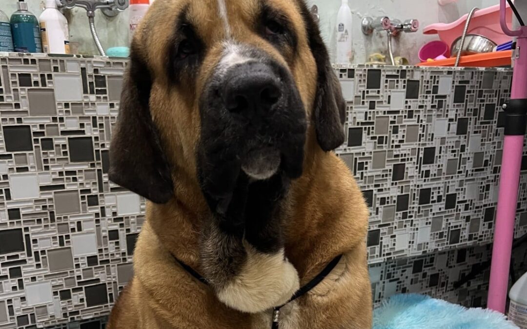 Hong Kong urged to adopt trait-based dog tiers, DNA checks after fatal attacks