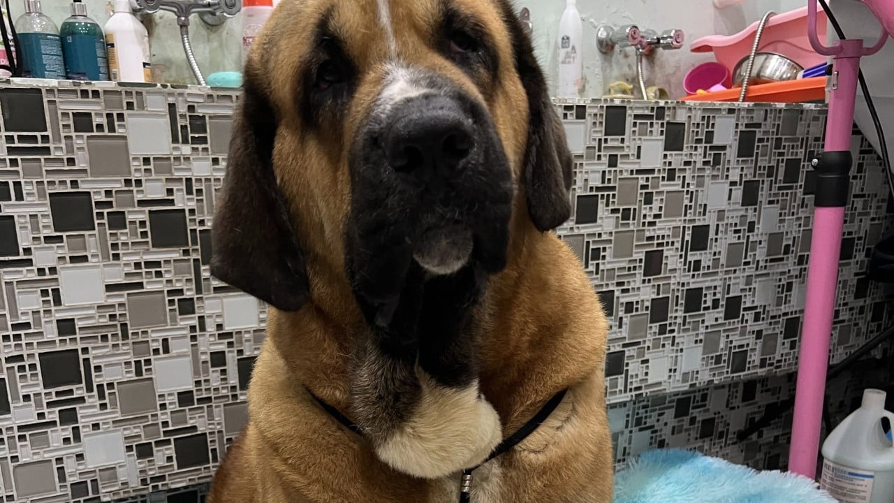 Hong Kong urged to adopt trait-based dog tiers, DNA checks after fatal attacks