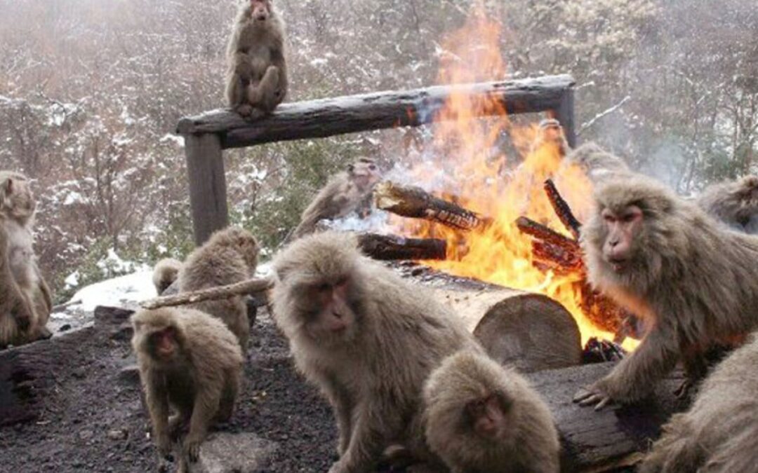 Japan’s famous bonfire monkey zoo to close for major revamp