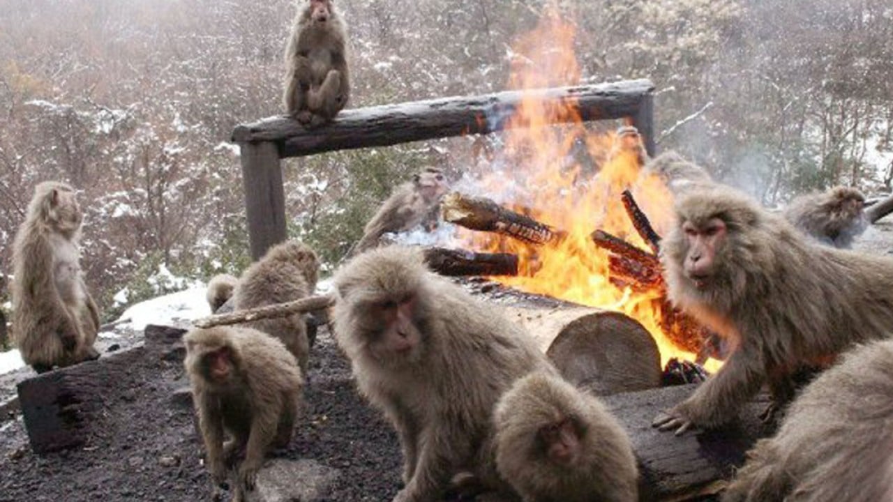 Japan’s famous bonfire monkey zoo to close for major revamp