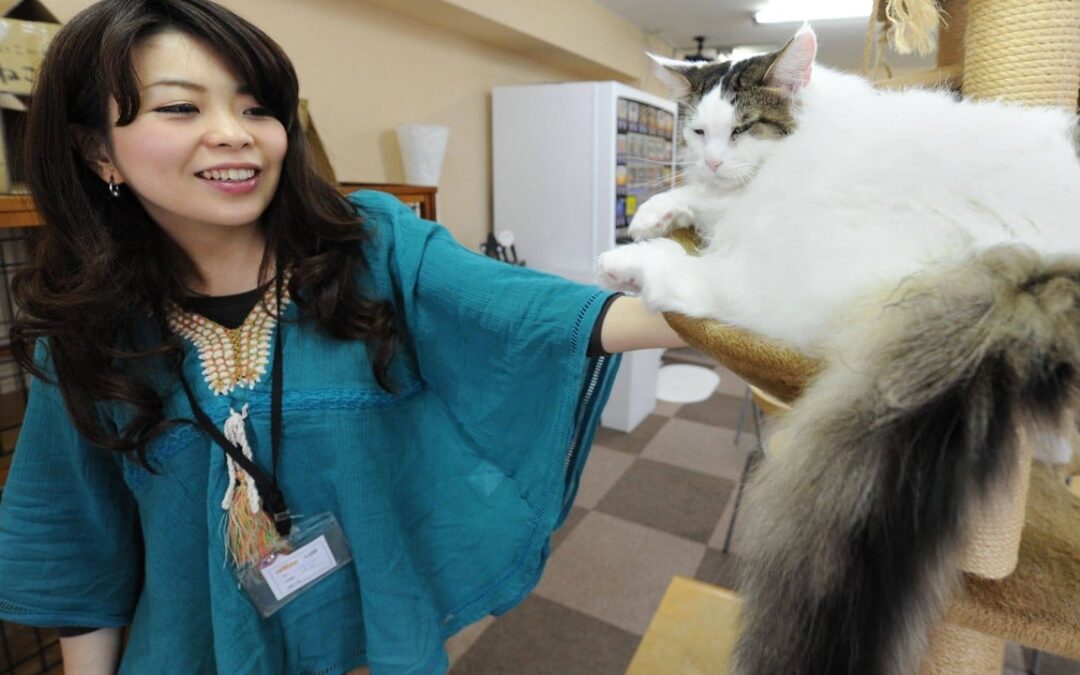 Japan to probe popular animal cafes amid hygiene, welfare concerns