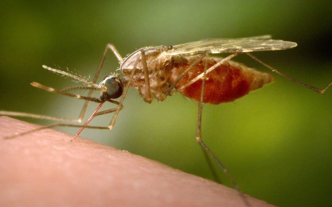 Two German airport workers die of malaria from mosquito on plane