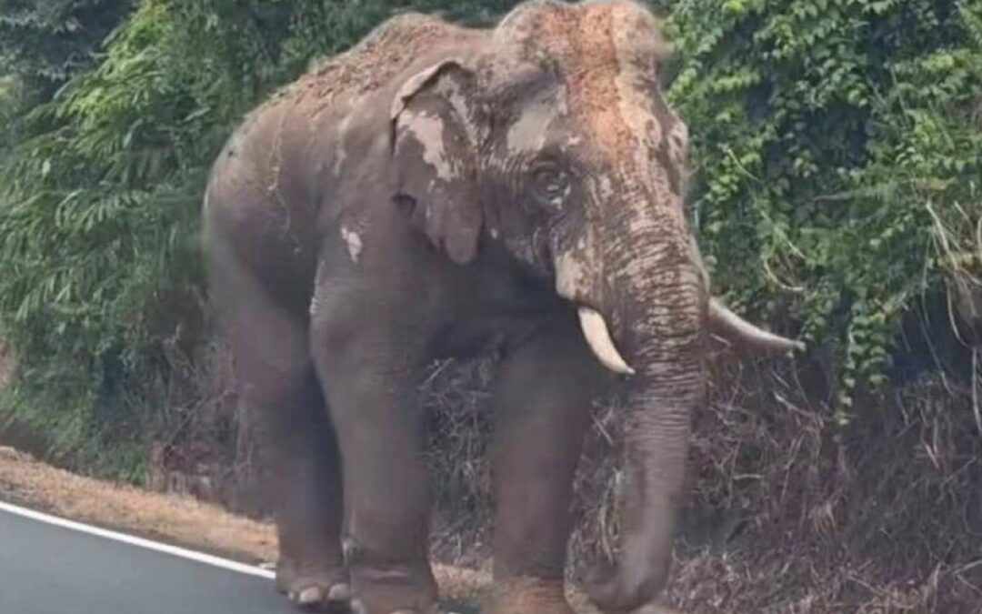 In Malaysia, injured elephant Sulong’s 100km trek home ignites logging debate