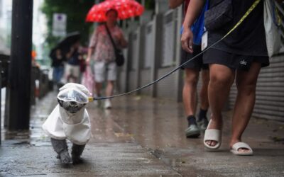 Hong Kong set for heavy showers, squally thunderstorms over next few days