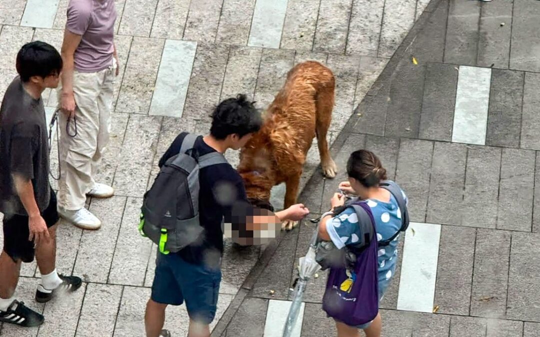 Owner of dog behind fatal pet attacks regrets surrendering animal: shelter founder