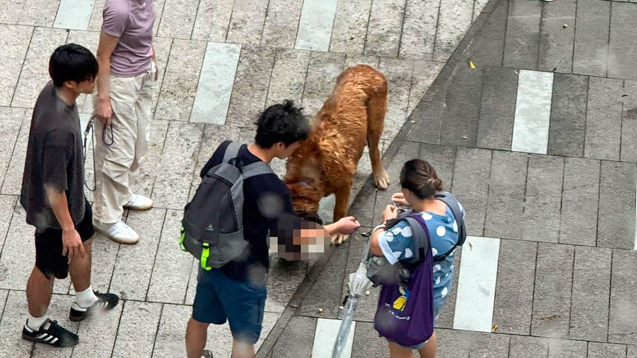 Owner of dog behind fatal pet attacks regrets surrendering animal: shelter founder