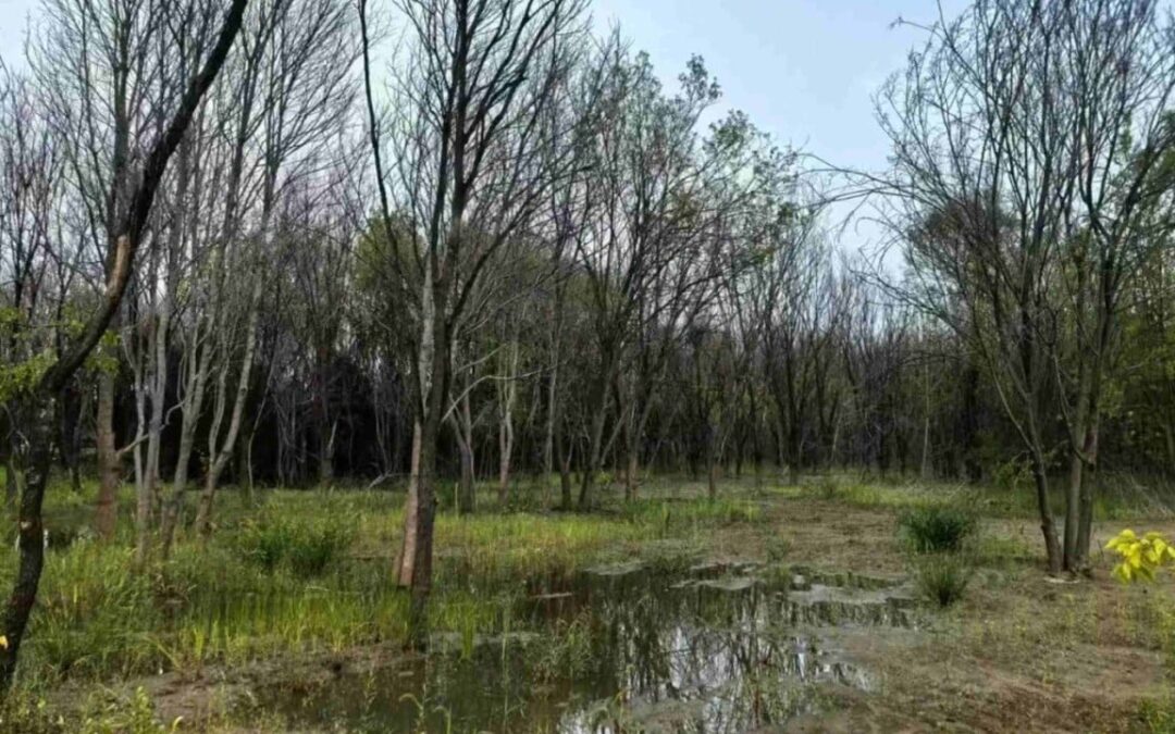 Beijing’s tree die-off reveals hidden risks of rapid underground water recovery