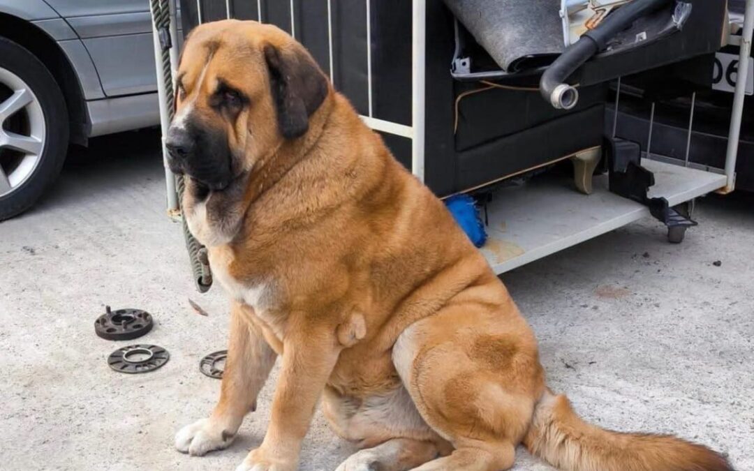 Hong Kong authorities to get tough on careless dog owners during special operations