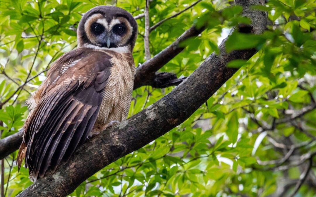 Hong Kong’s biodiversity ‘richer than we know’ but many species lack protection