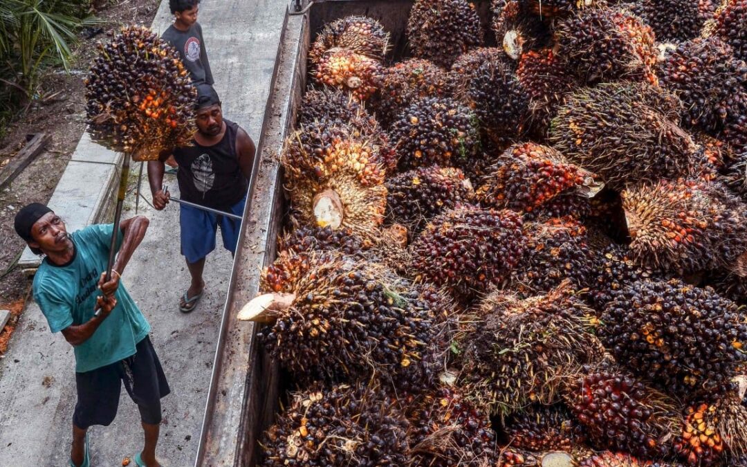 Indonesia takes on Malaysia in battle over palm oil pricing