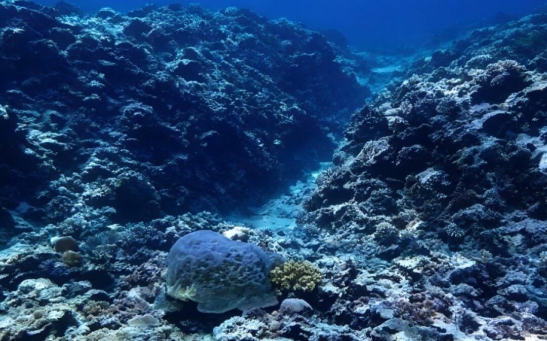 Beijing issues ecological report to solidify South China Sea claims amid US row