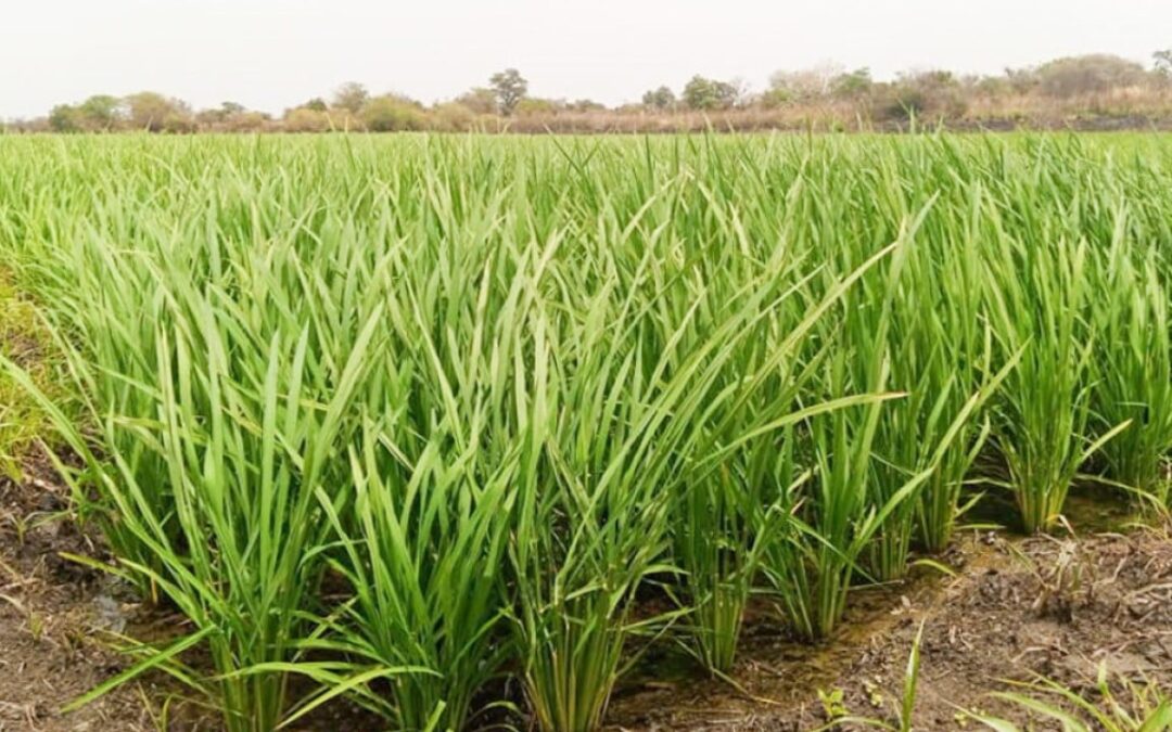 How China’s ‘magic’ rice seeds are transforming the fortunes of Nigerian farmers