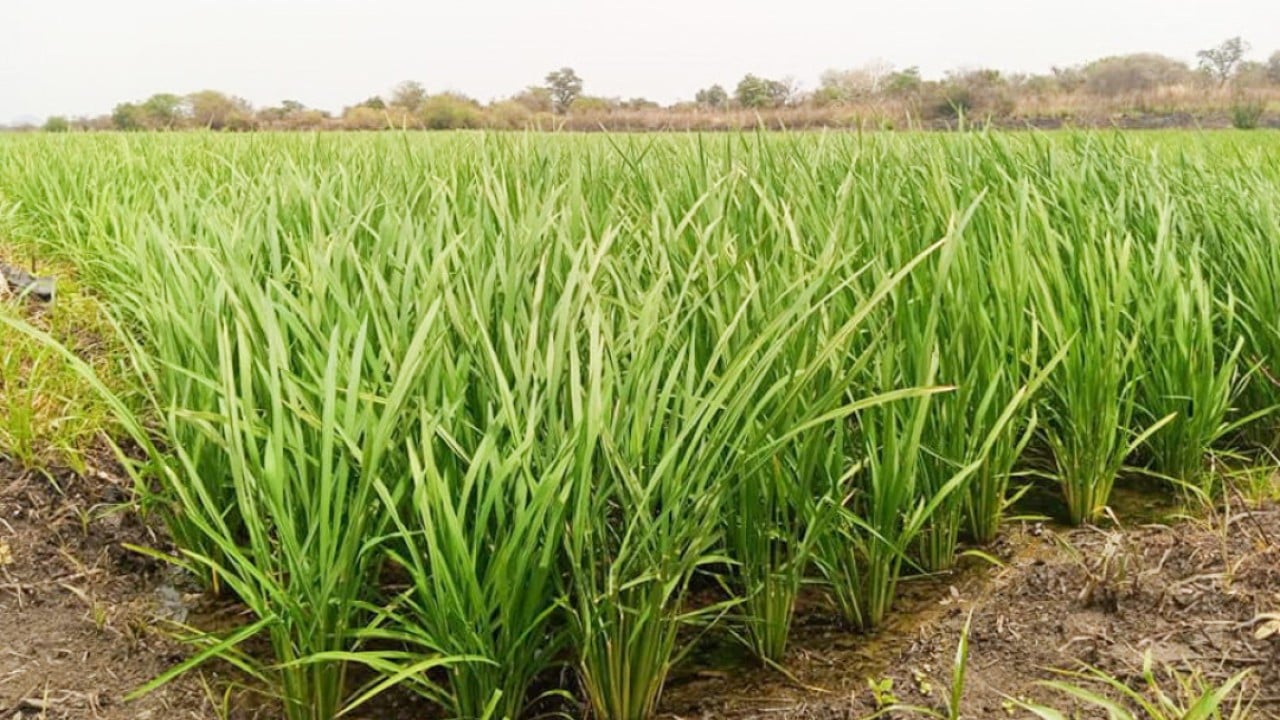 How China’s ‘magic’ rice seeds are transforming the fortunes of Nigerian farmers