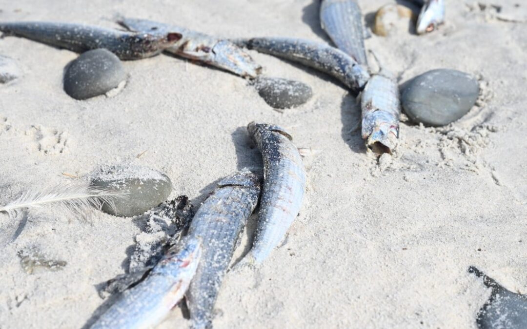Scientists probe if herpes virus is killing sardines off South Africa