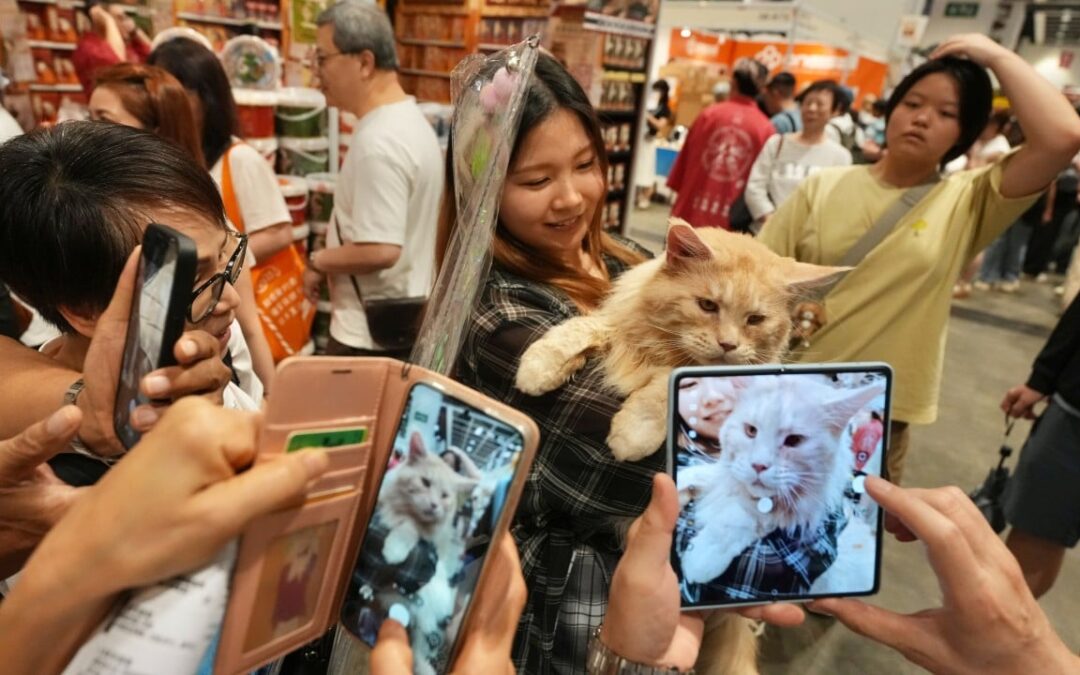 Spend HK$10,000 a month on your pets? Why not, say cat lovers at Hong Kong expo