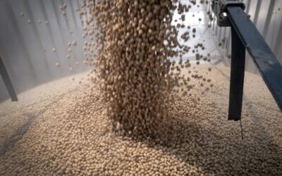 Fearing deflated China demand, US soybean growers pivot to new buyers and biofuel