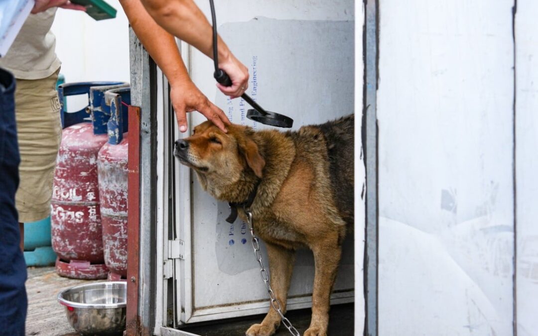 Search for stray dogs expanded as new CCTV cameras installed in Yuen Long