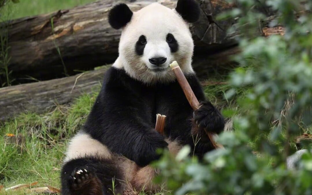 Giant pandas Ping Ping and Fu Shuang touch down in the US under new loan deal