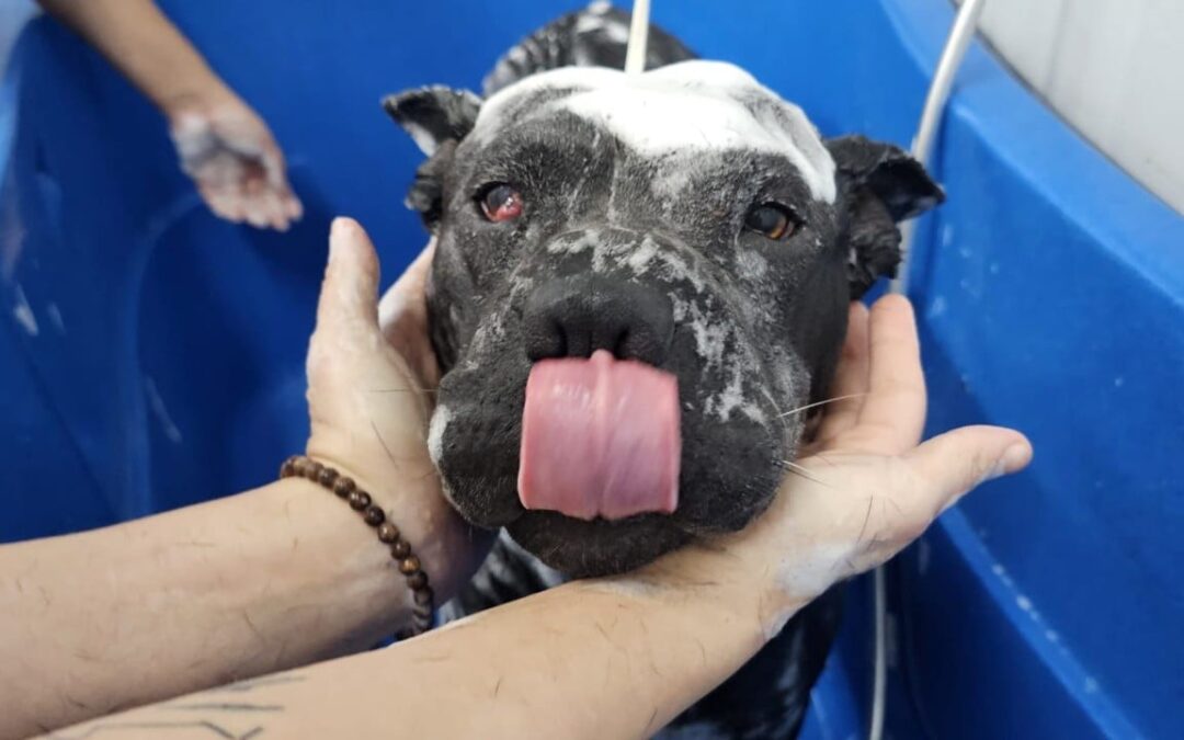 Welfare groups seek clarity on breed classification amid third fighting dog case