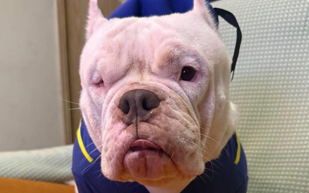 ‘A victim’: American Bully dies in surgery, owners question fighting dog rules
