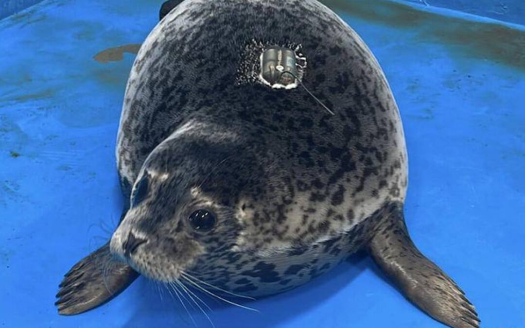 China seal touches hearts for swimming 200km back to island after missing humans