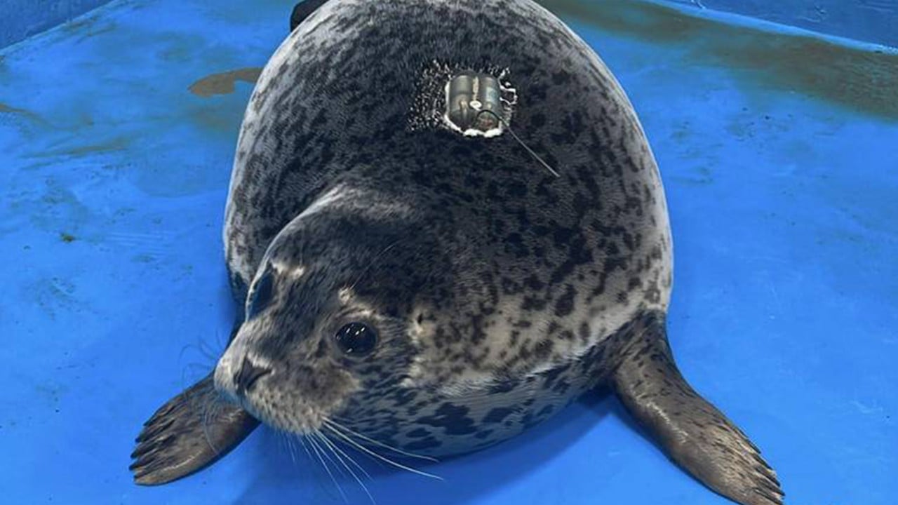 China seal touches hearts for swimming 200km back to island after missing humans