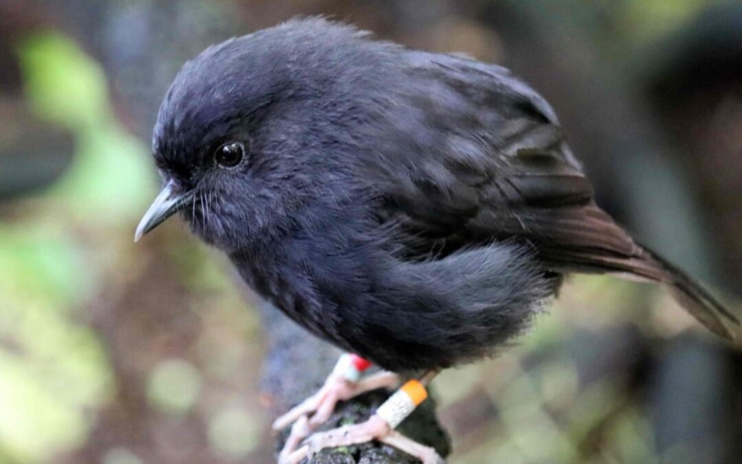 Black robin rules roost in New Zealand’s Bird of the Year vote