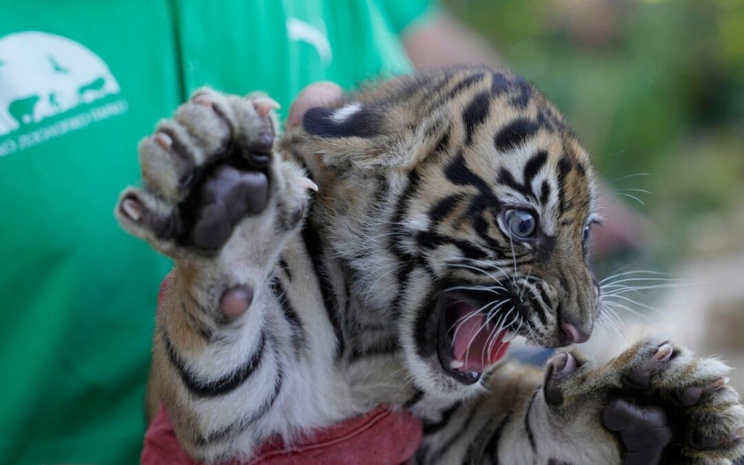 Endangered Sumatran tigers born in Greece as zoos build safety net