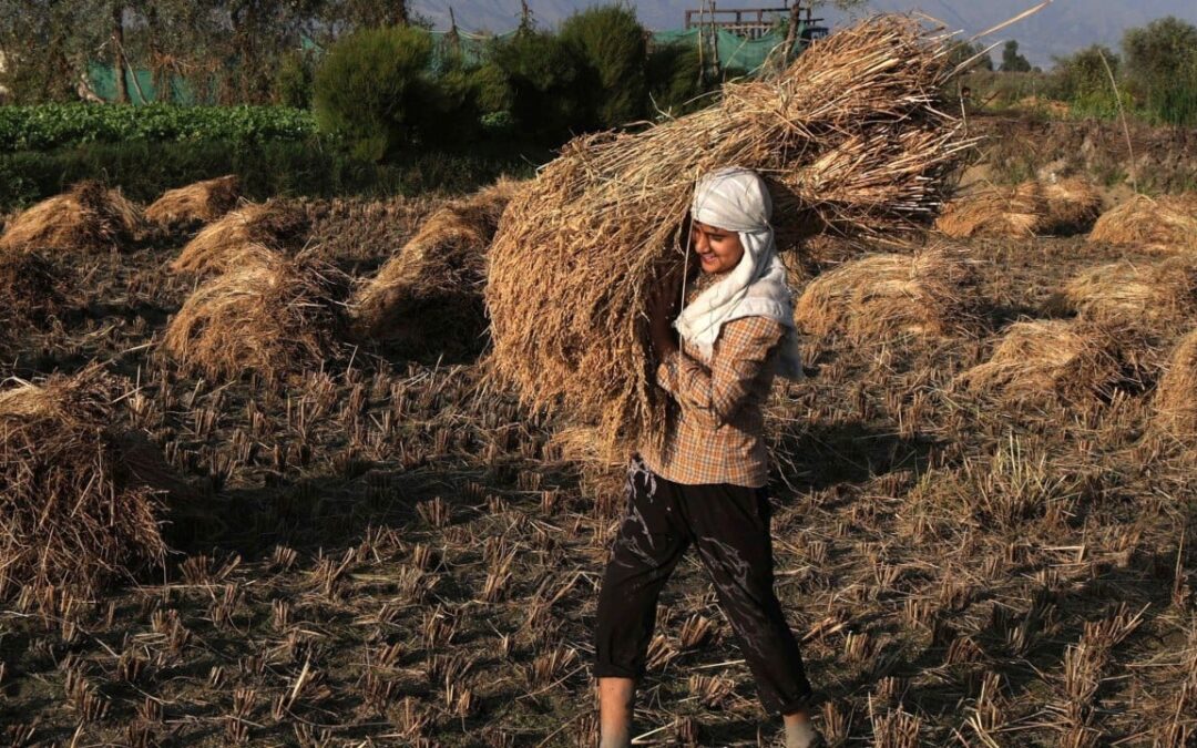 Risk of unrest in Asia as Iran war, El Nino threaten food supplies
