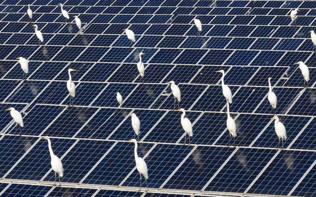 Study that argued China’s solar policy hurt birds may have miscounted 2 billion egrets