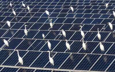 Study that argued China’s solar policy hurt birds may have miscounted 2 billion egrets