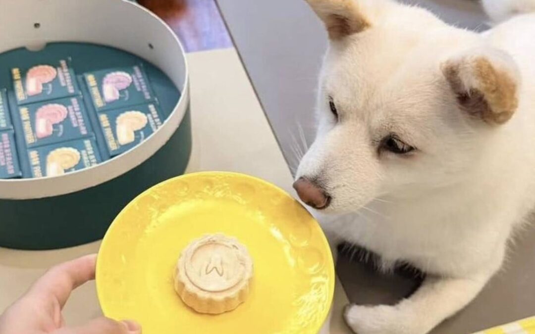 Mooncakes for the dog? How China is reinventing its iconic festive snack