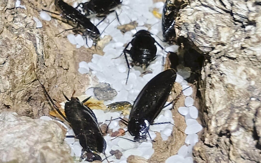 Cold comfort: Japan’s Hokkaido battles cockroach surge amid global warming