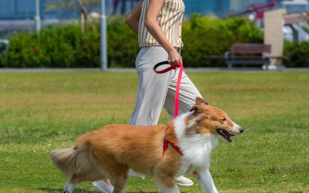 China tech city dog-walking limits criticised; some question ‘how dogs can get some sunshine’